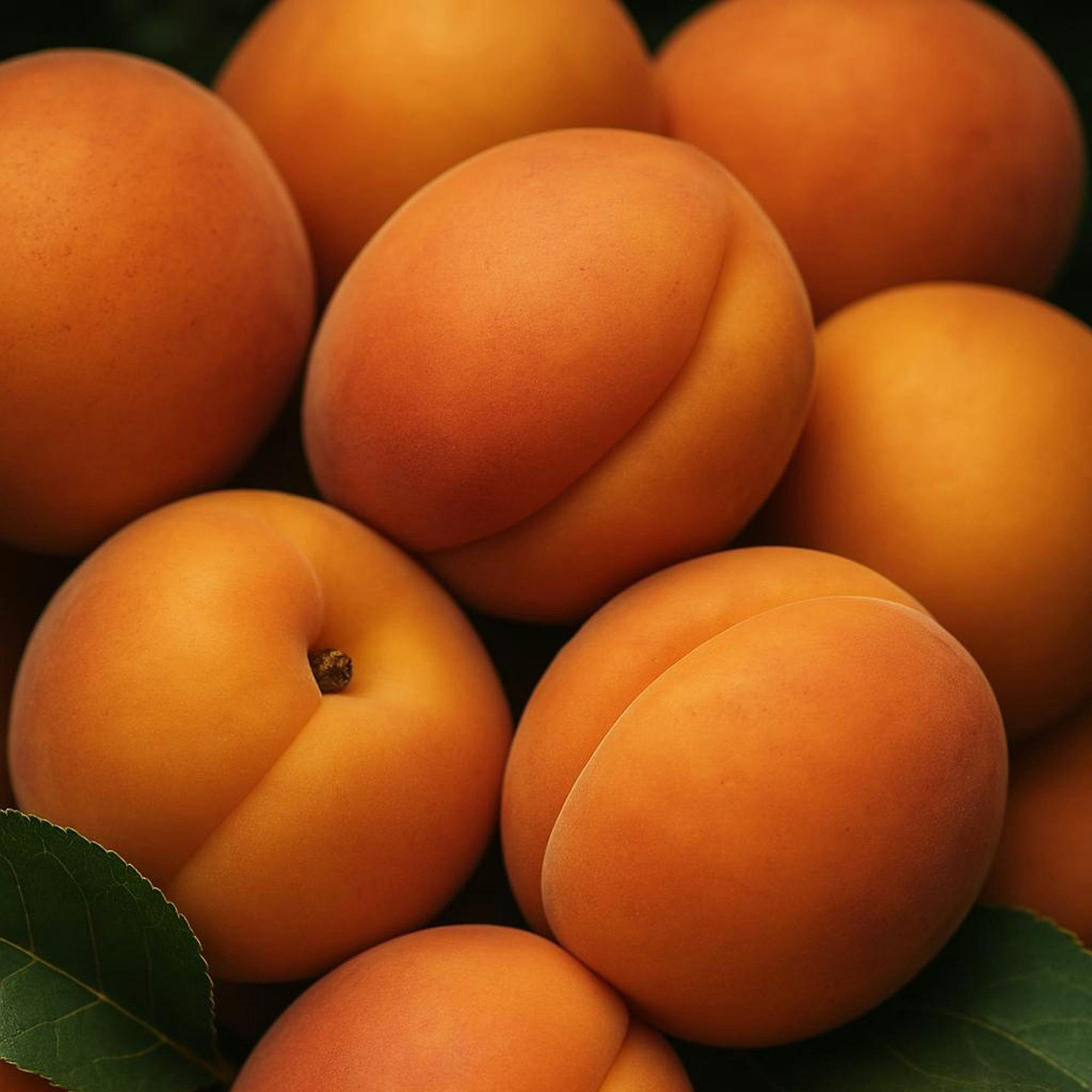 Feiner Marillenlikör – Selection – in Mini-Apothekerflasche