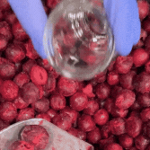 Hand mit Handschuhen hält gefriergetrocknete Himbeeren über einem Haufen roter Beeren