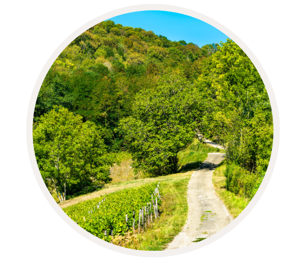 Ein schmaler Weg schlängelt sich durch eine malerische Landschaft aus Weinbergen und üppigem Grün.