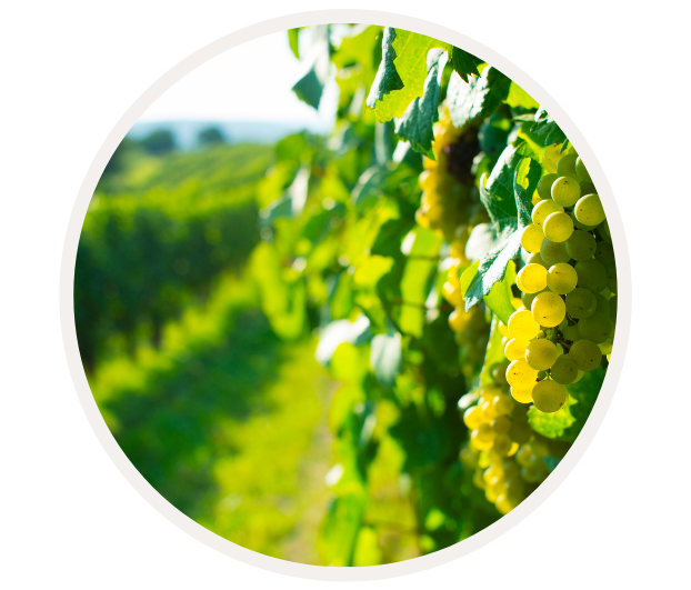 Nahaufnahme von weißen Trauben, die im Sonnenlicht eines grünen Weinbergs leuchten