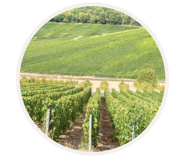 Ein Weinberg mit Reihen von grünen Reben und sanften, von Bäumen gesäumten Hügeln im Hintergrund