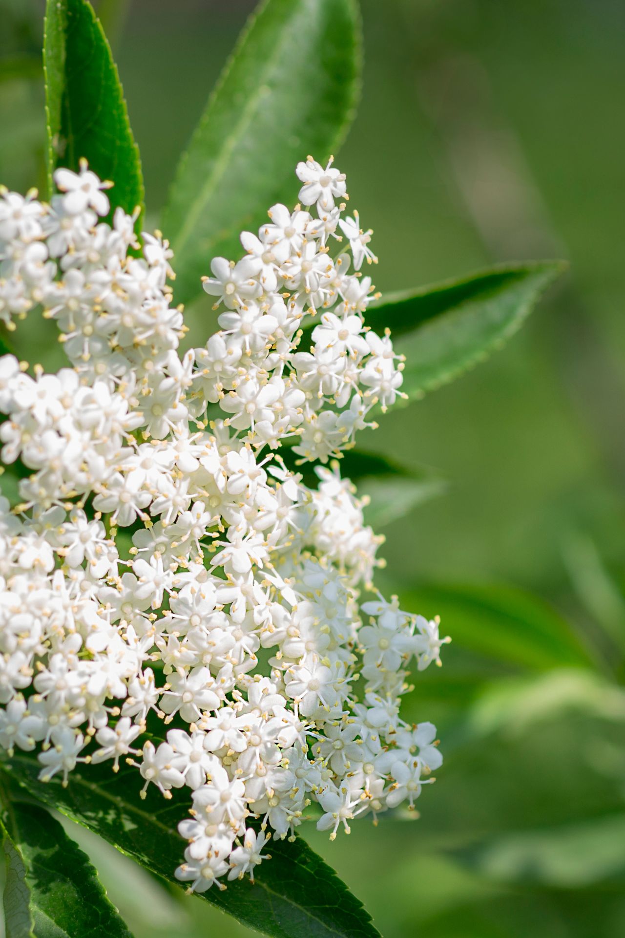 Weiße Holunderblüten in voller Blüte mit grünen Blättern im Hintergrund